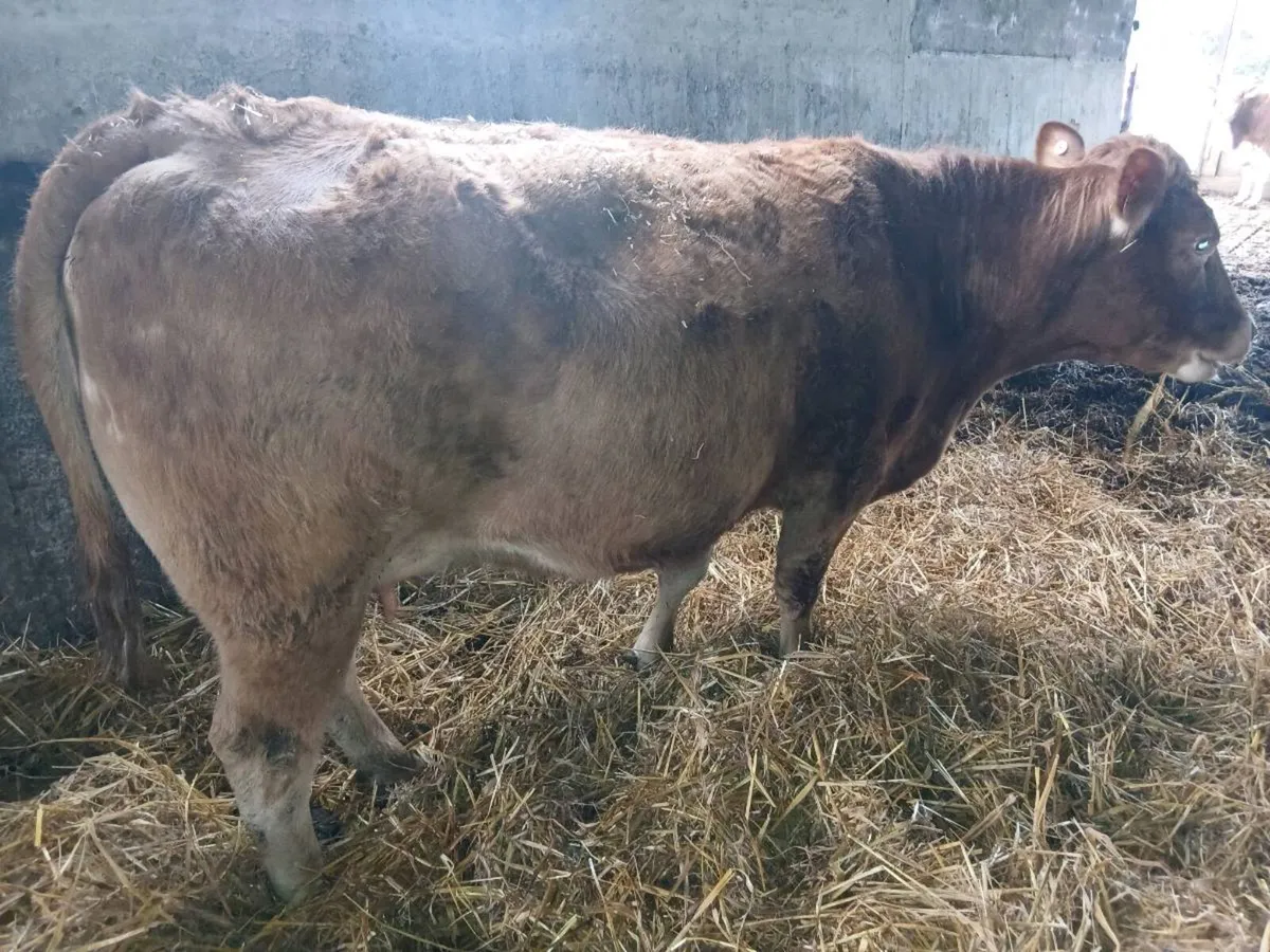 In calf heifers - Image 2