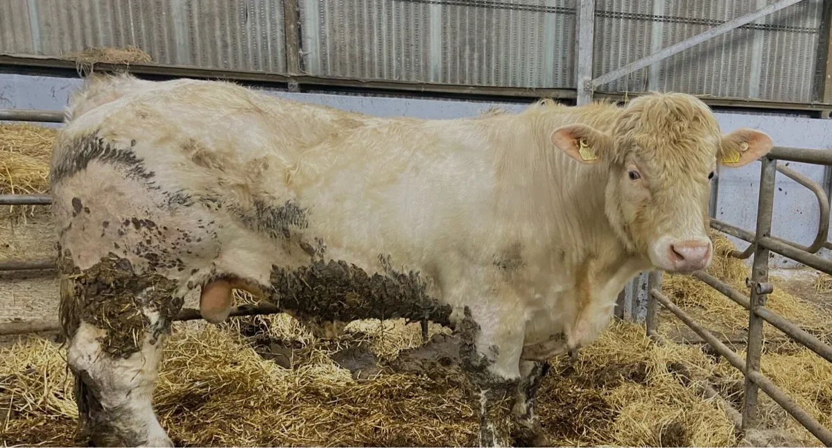 PBR Charolais bull - Image 1