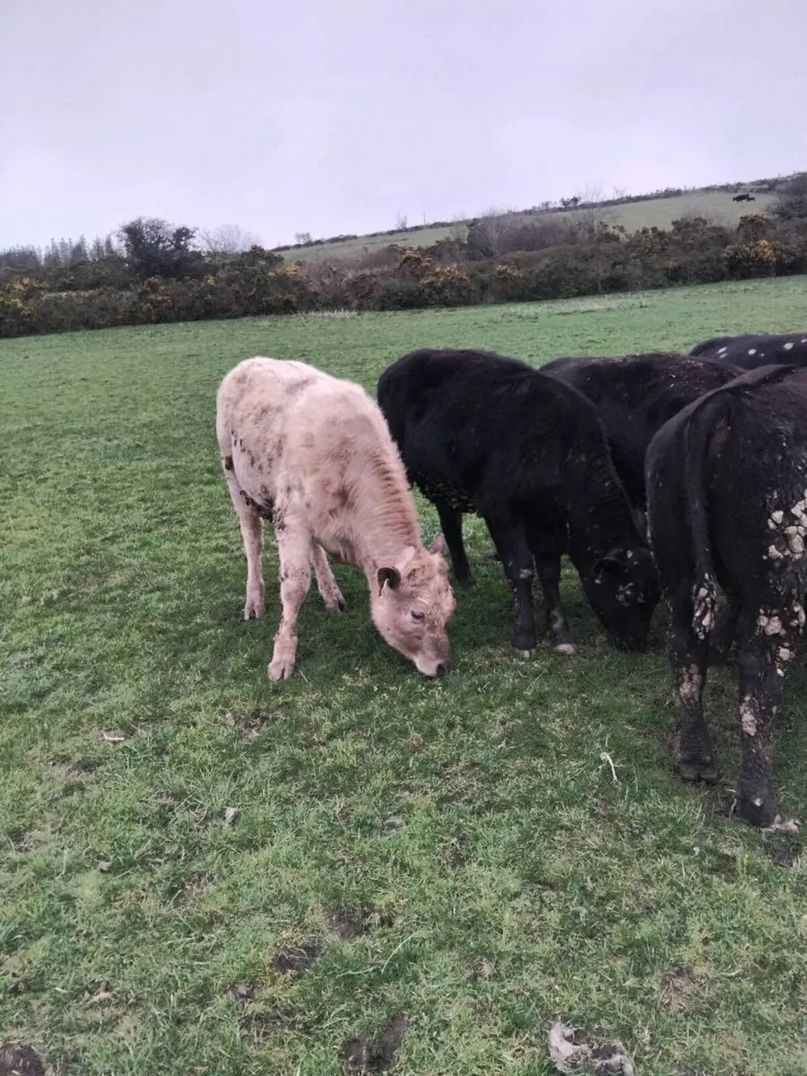 300kg bulls - Image 3