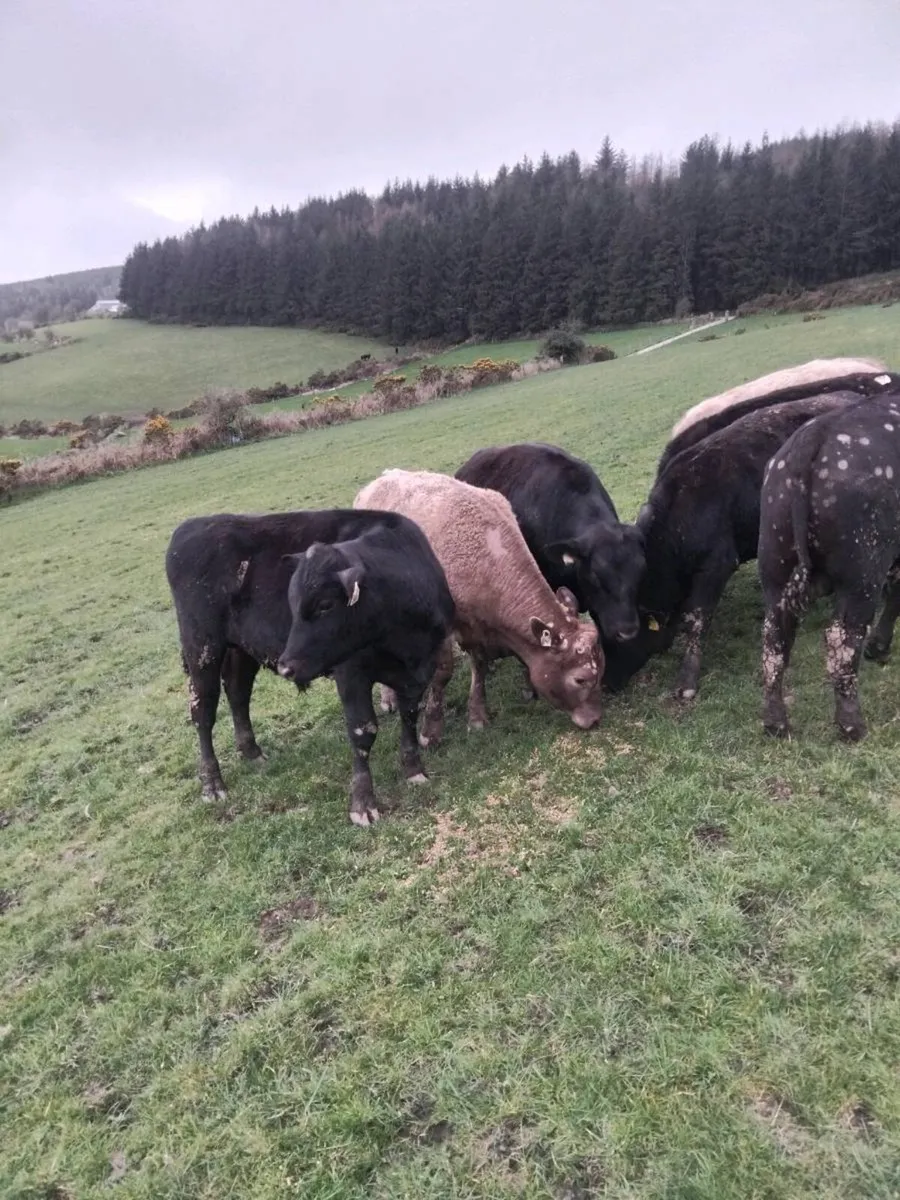 300kg bulls - Image 4