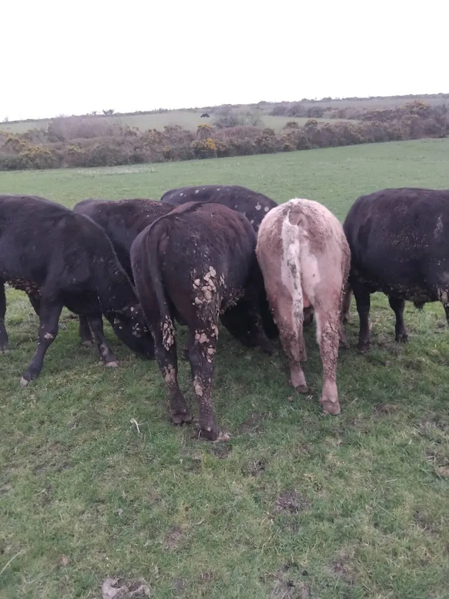 300kg bulls - Image 2