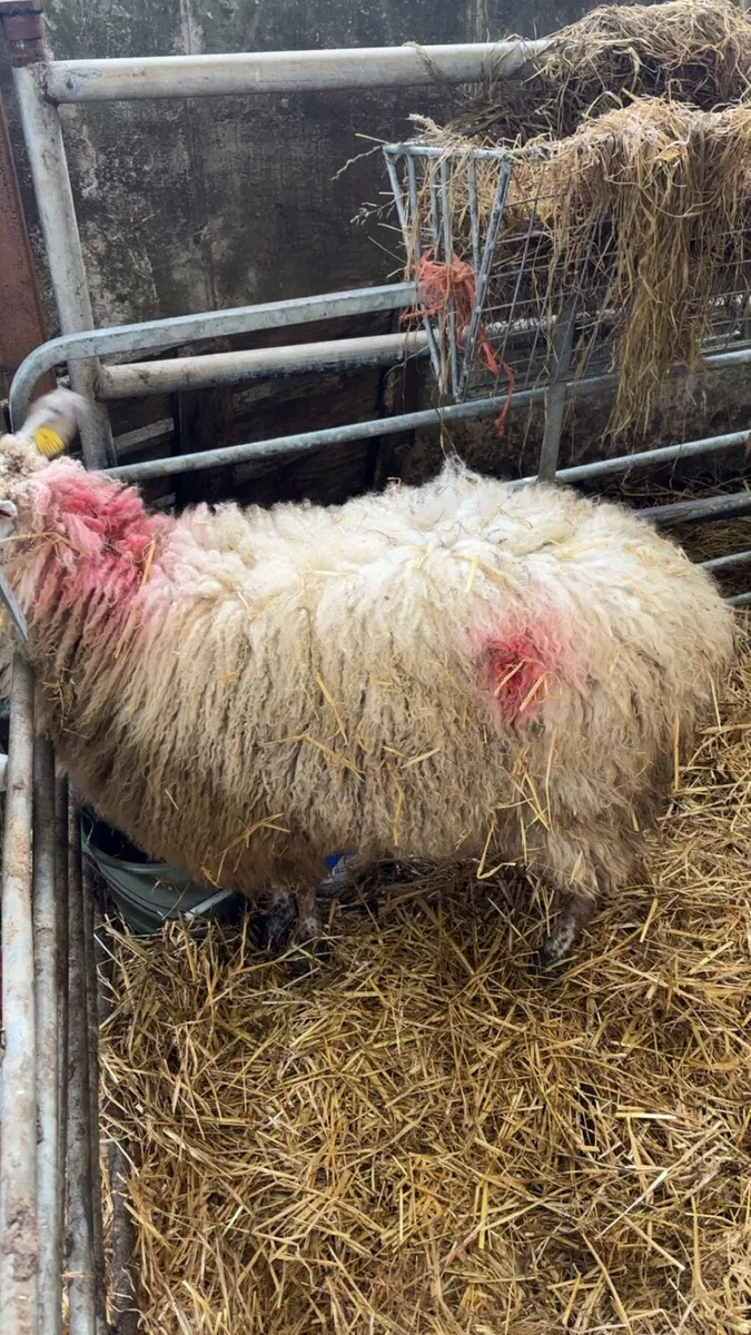 Foster ewe - Image 1