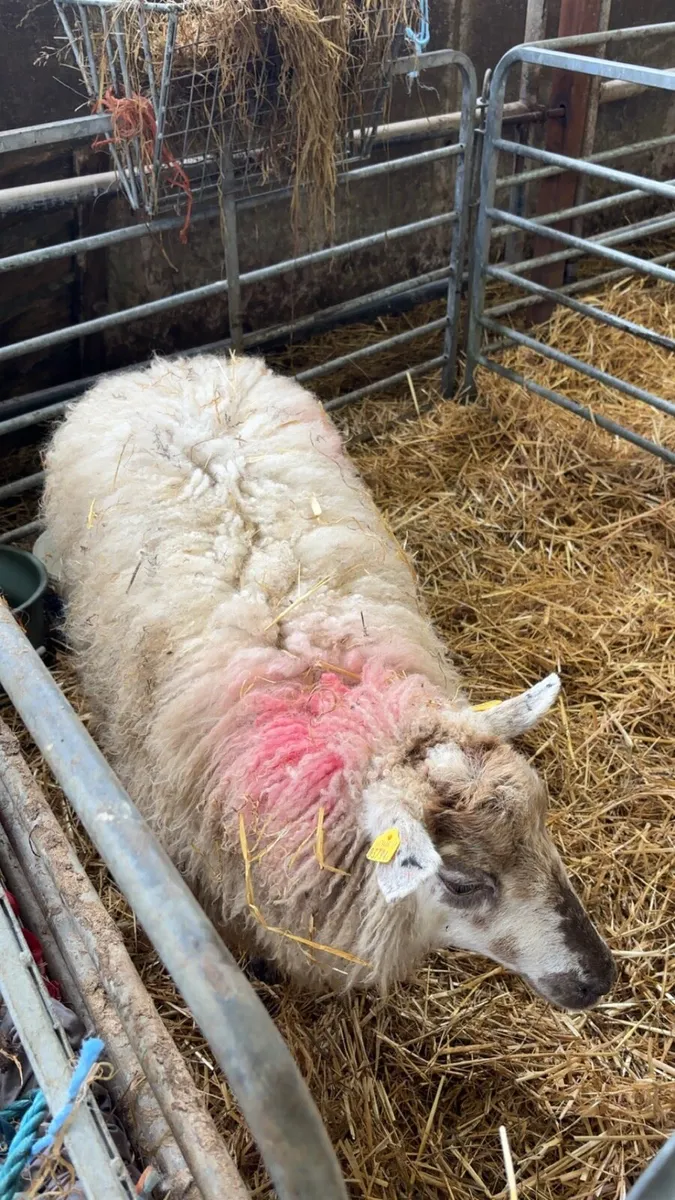 Foster ewe - Image 2