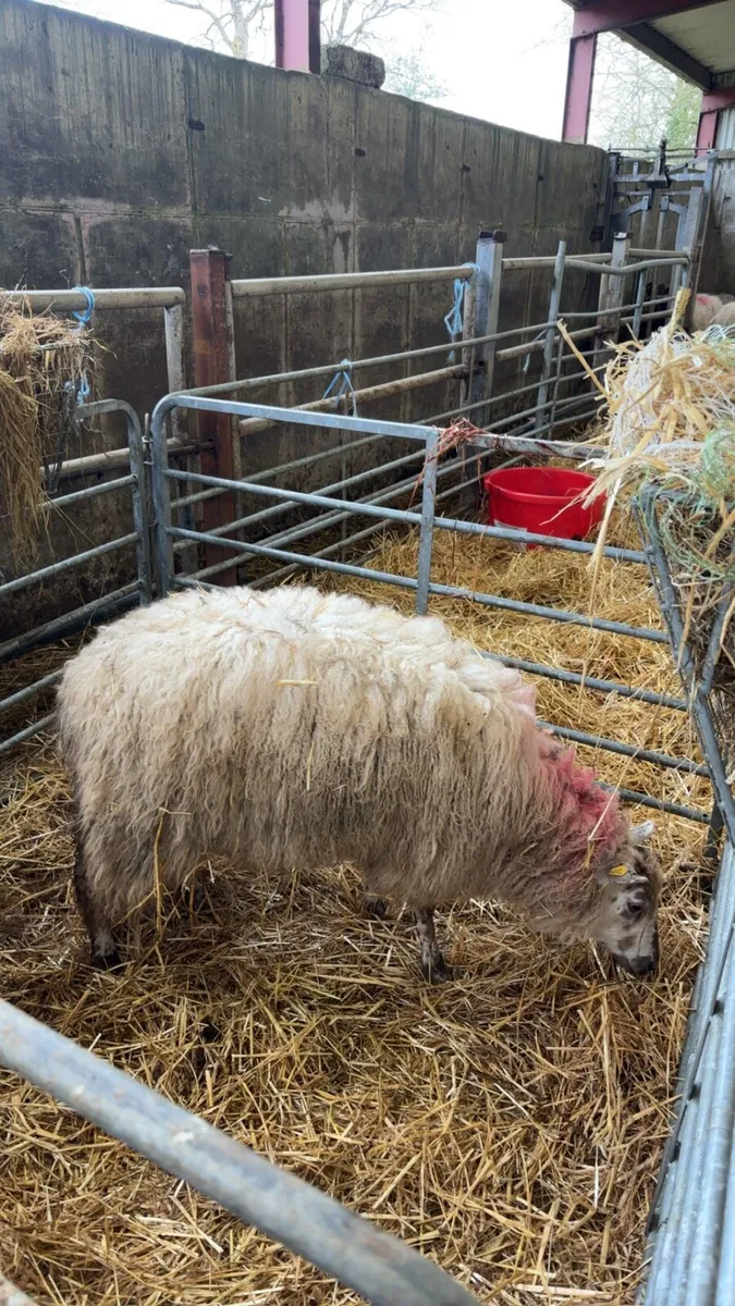 Foster ewe - Image 3