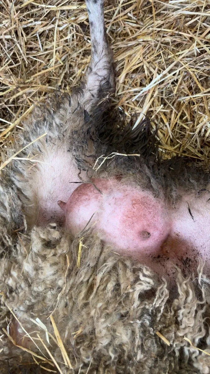 Foster ewe - Image 4
