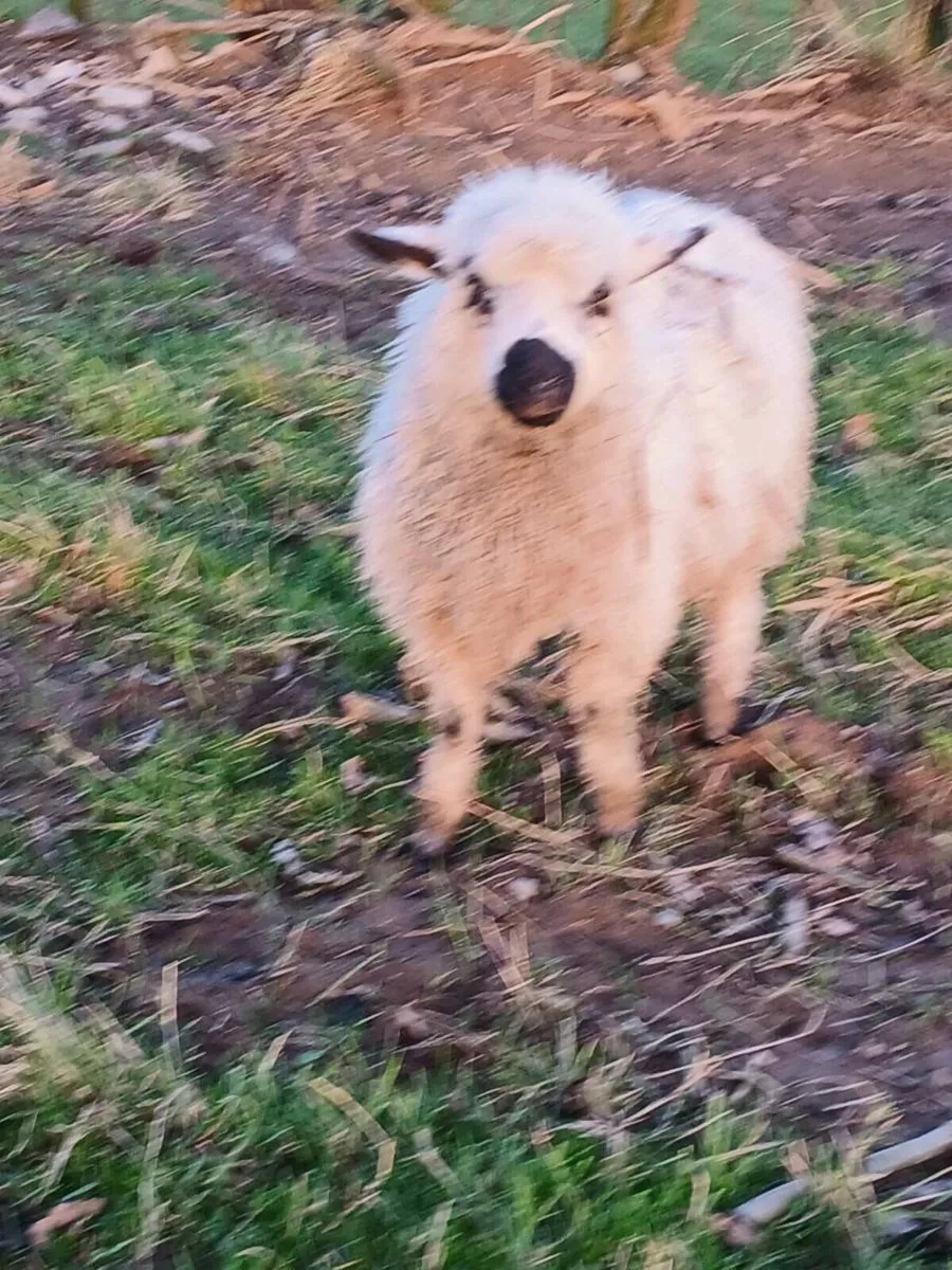 Valasis/zwarbke - Image 1