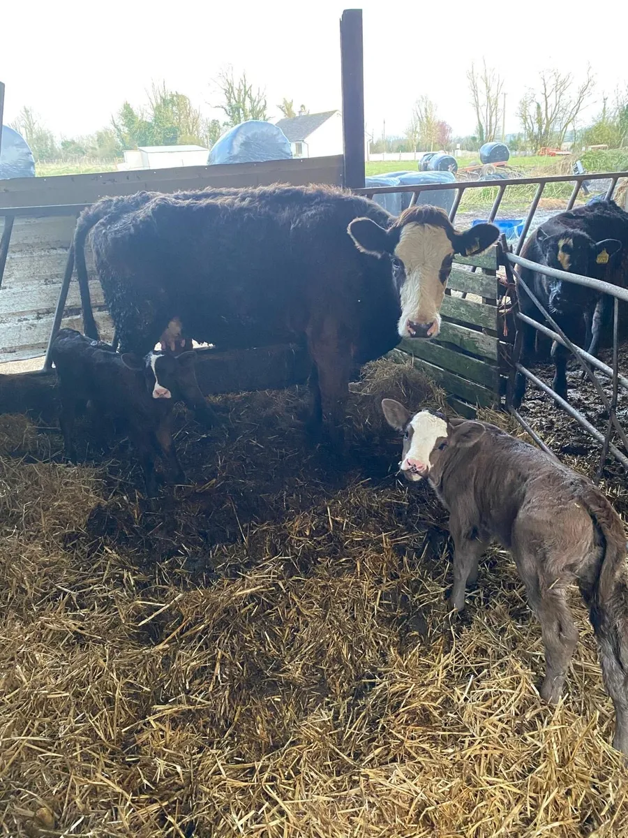 Heifer with twin calves at foot - Image 1