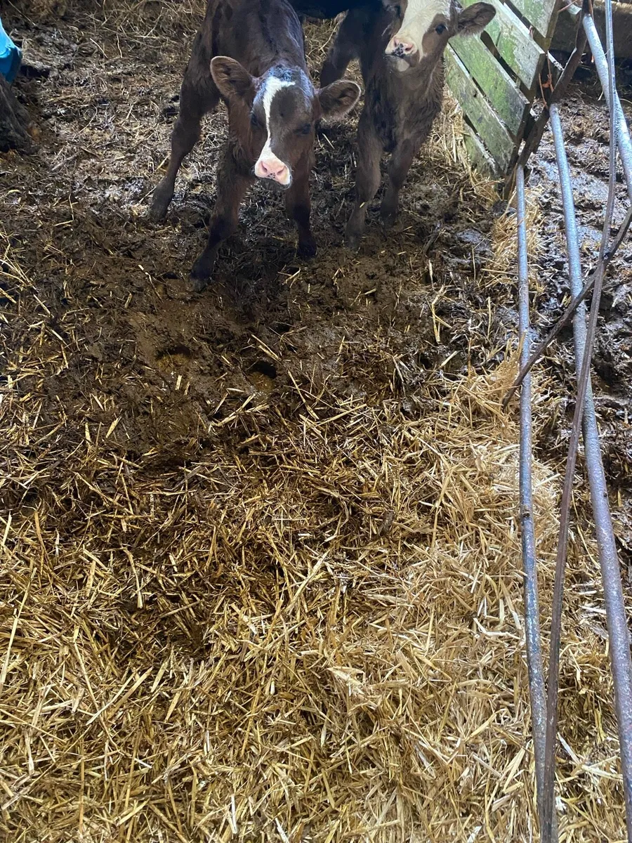 Heifer with twin calves at foot - Image 3