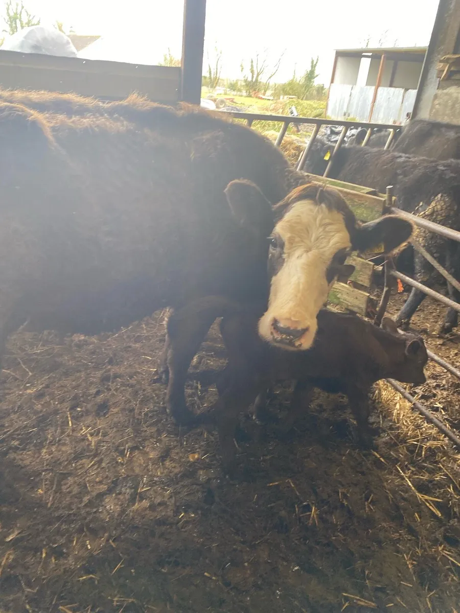Heifer with twin calves at foot - Image 4