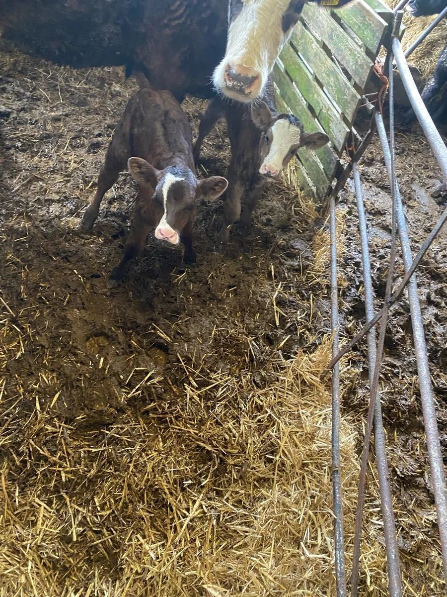 Heifer with twin calves at foot - Image 2