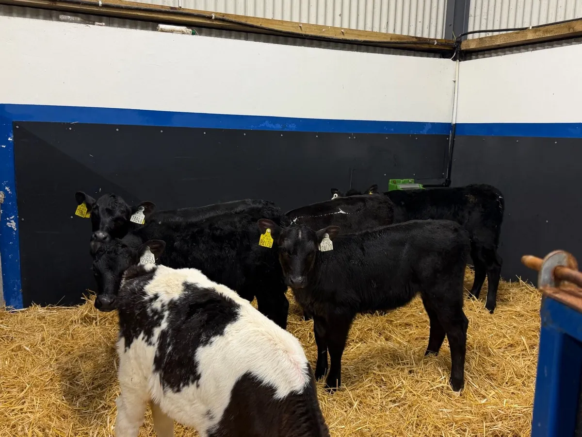 🐮6 Super Heifer Calves🐮 - Image 1