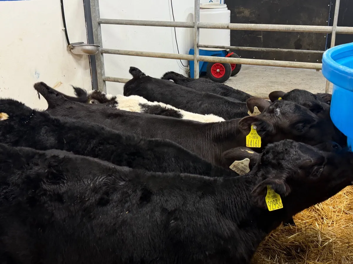 🐮6 Super Heifer Calves🐮 - Image 2