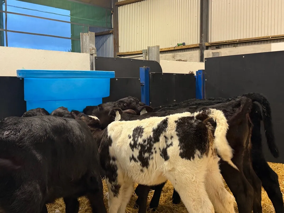 🐮6 Super Heifer Calves🐮 - Image 4