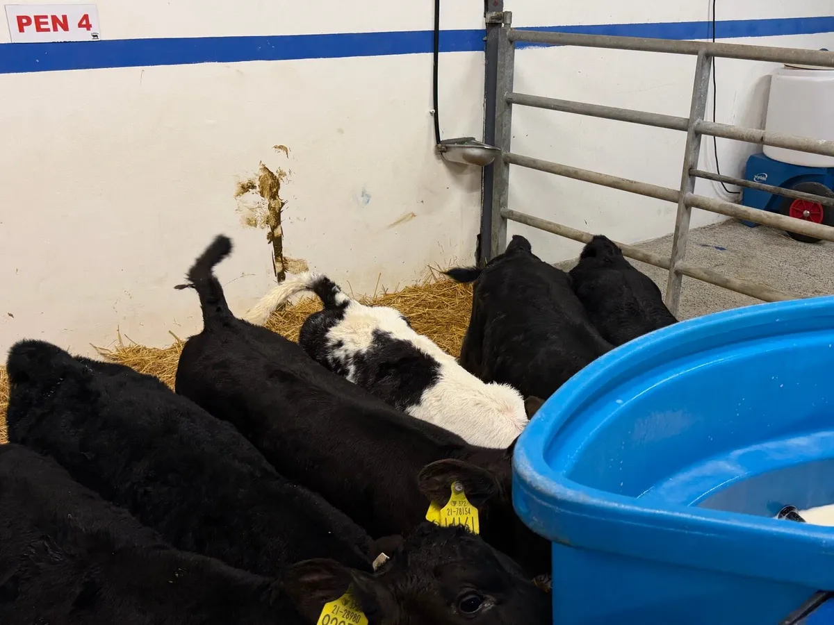 🐮6 Super Heifer Calves🐮 - Image 3