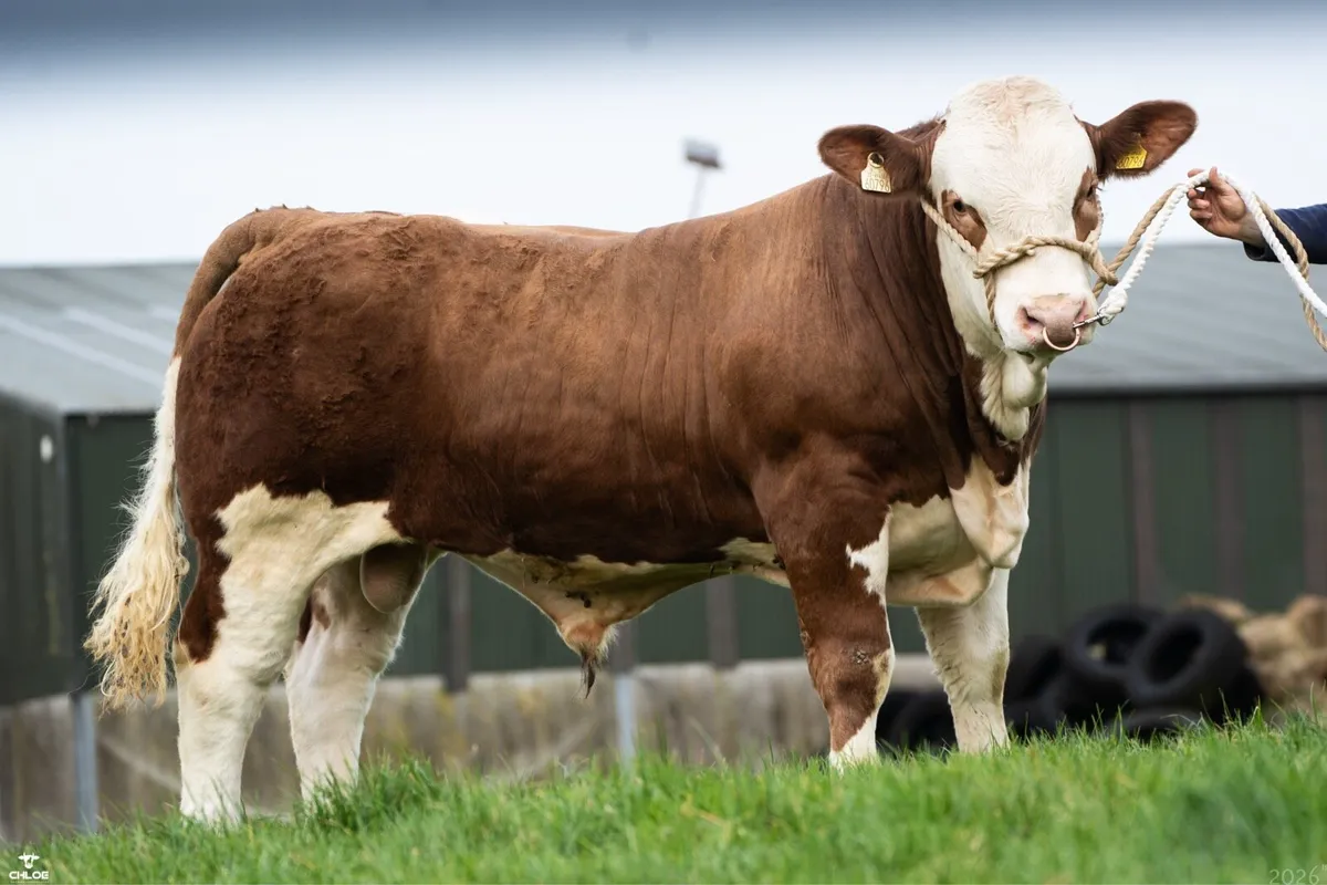 PBR Simmental Bull - Image 2