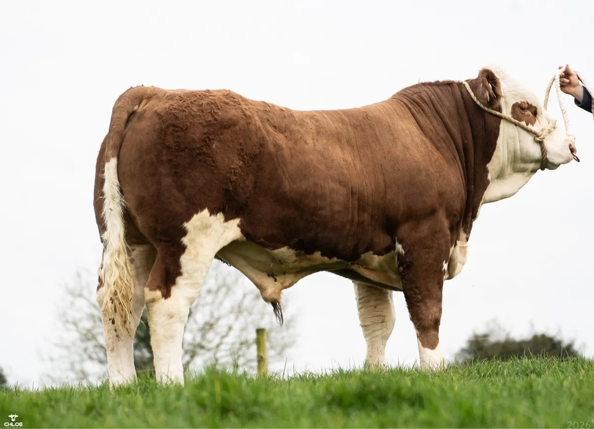 PBR Simmental Bull - Image 3