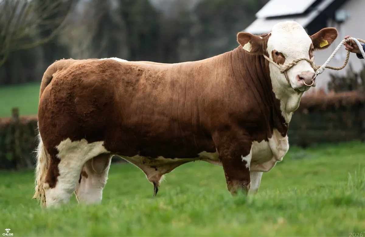 PBR Simmental Bull - Image 1