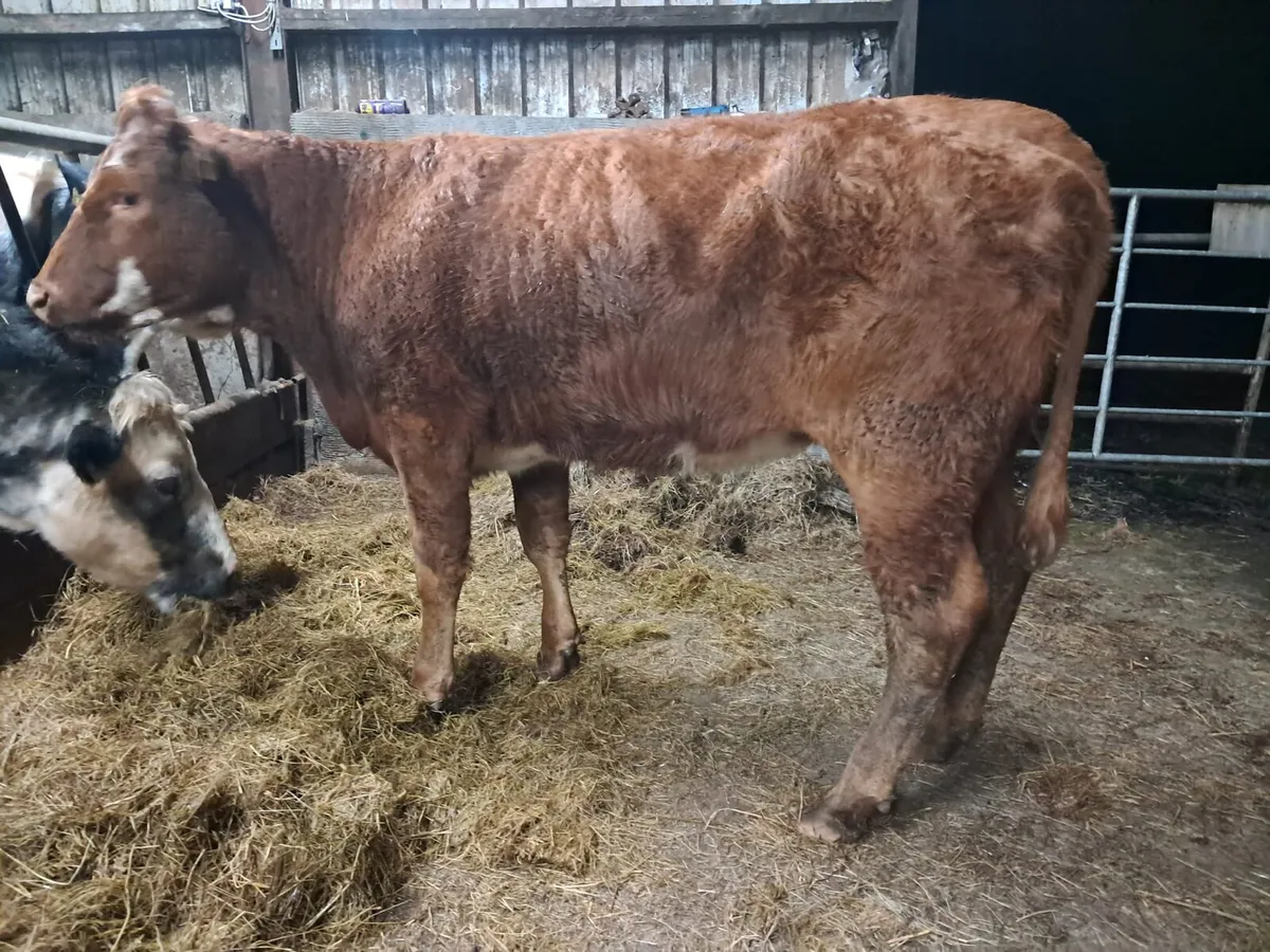 Limousin breeding heifer - Image 1