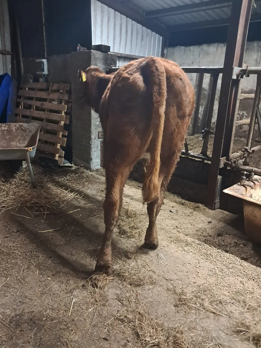 Limousin breeding heifer - Image 2