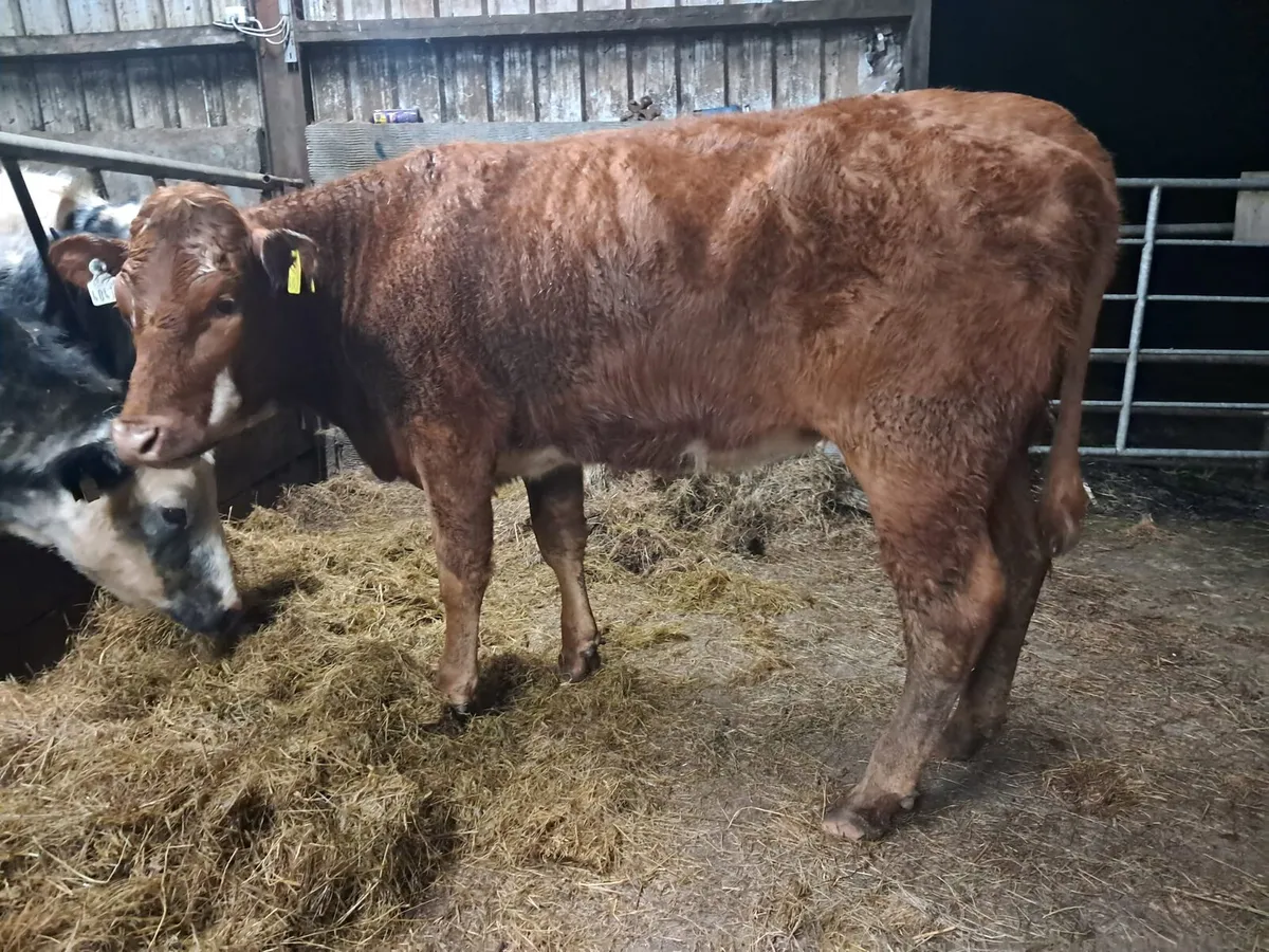 Limousin breeding heifer - Image 4