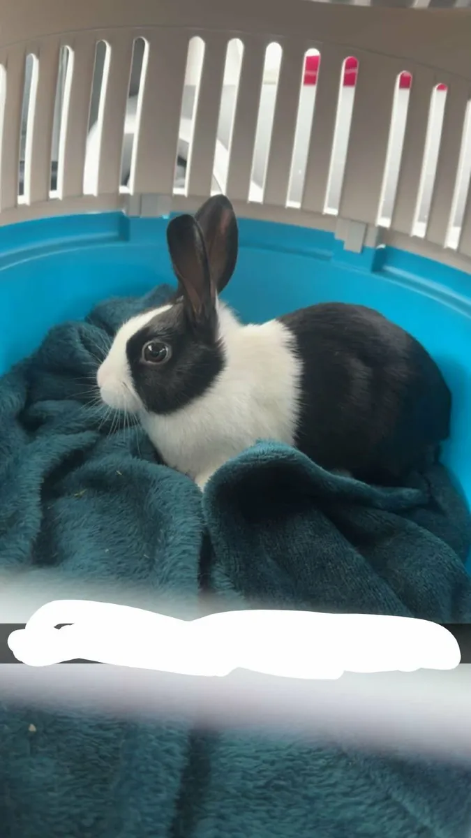 10 Week old Dutch Bunny - Image 1