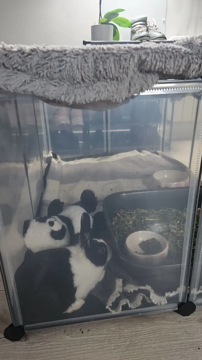 10 Week old Dutch Bunny - Image 2