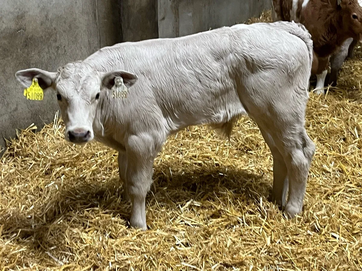 8 Super Charolais Bull Calves - Image 1