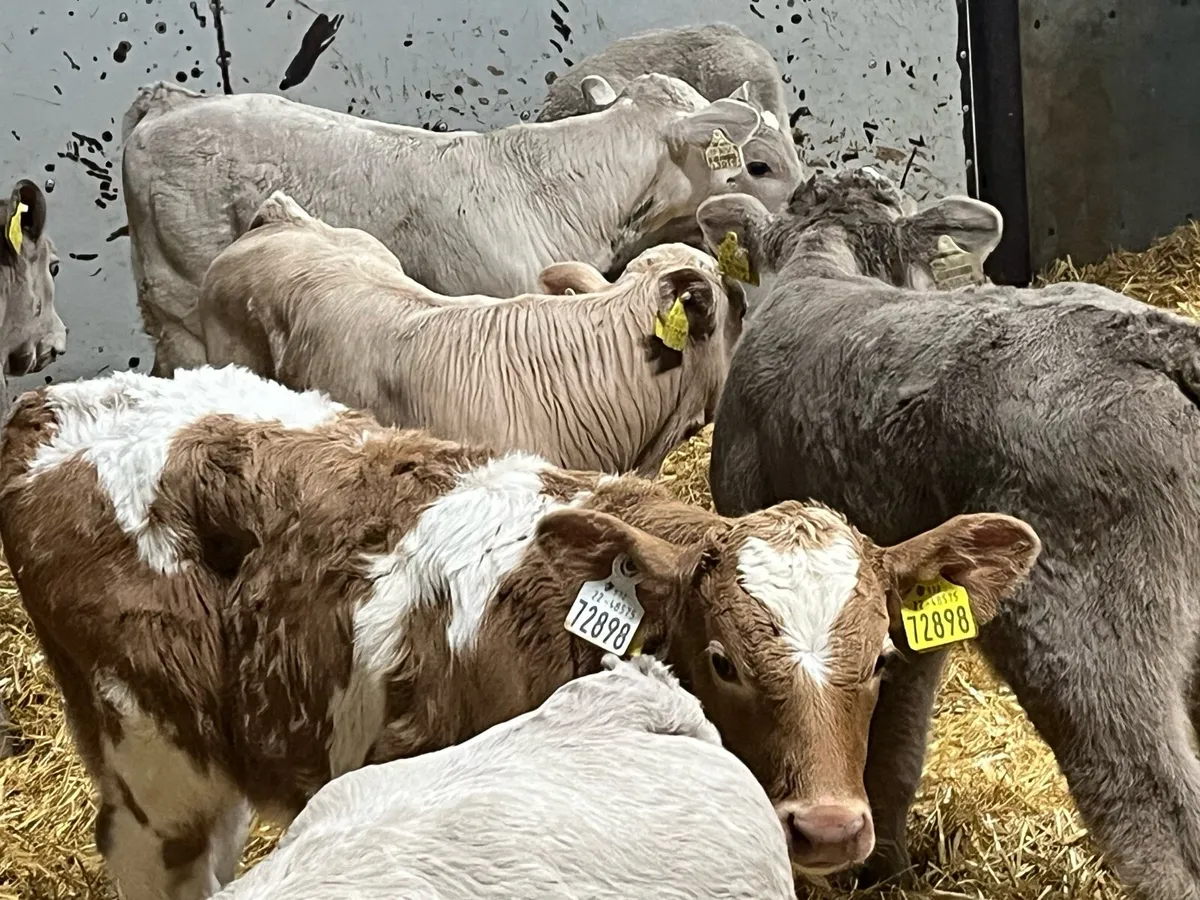 8 Super Charolais Bull Calves - Image 2