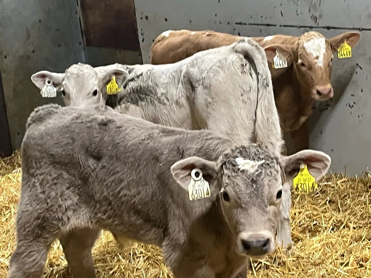 8 Super Charolais Bull Calves - Image 4
