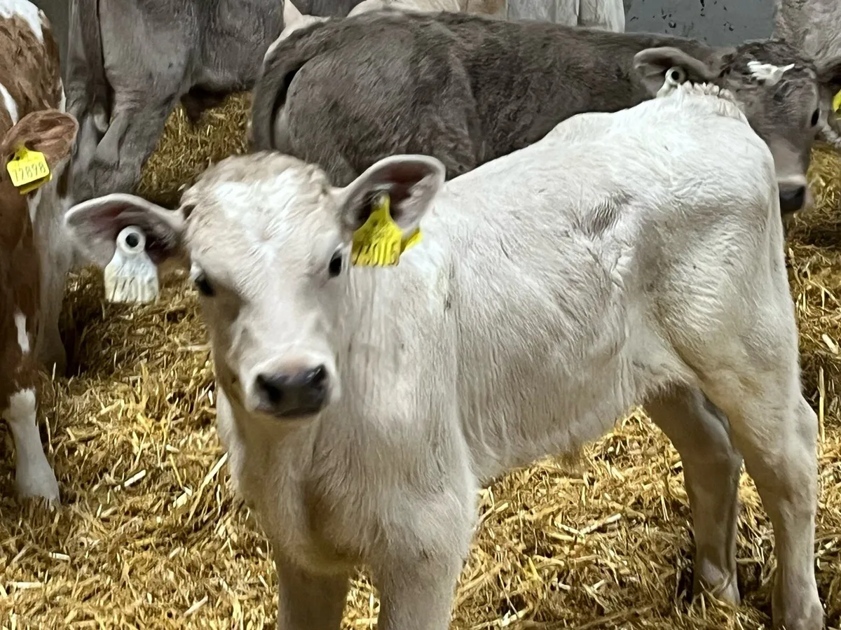 8 Super Charolais Bull Calves - Image 3