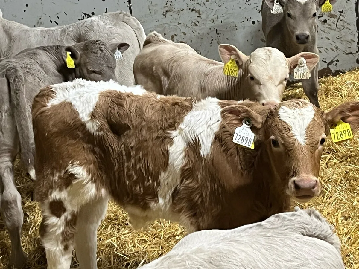 10 Super Charolais Bull Calves - Image 1