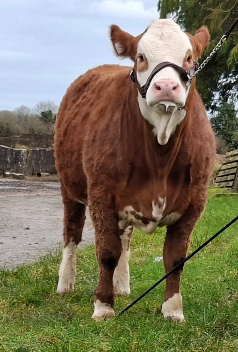 Top Class Pedigree Simmental Heifer - Image 2