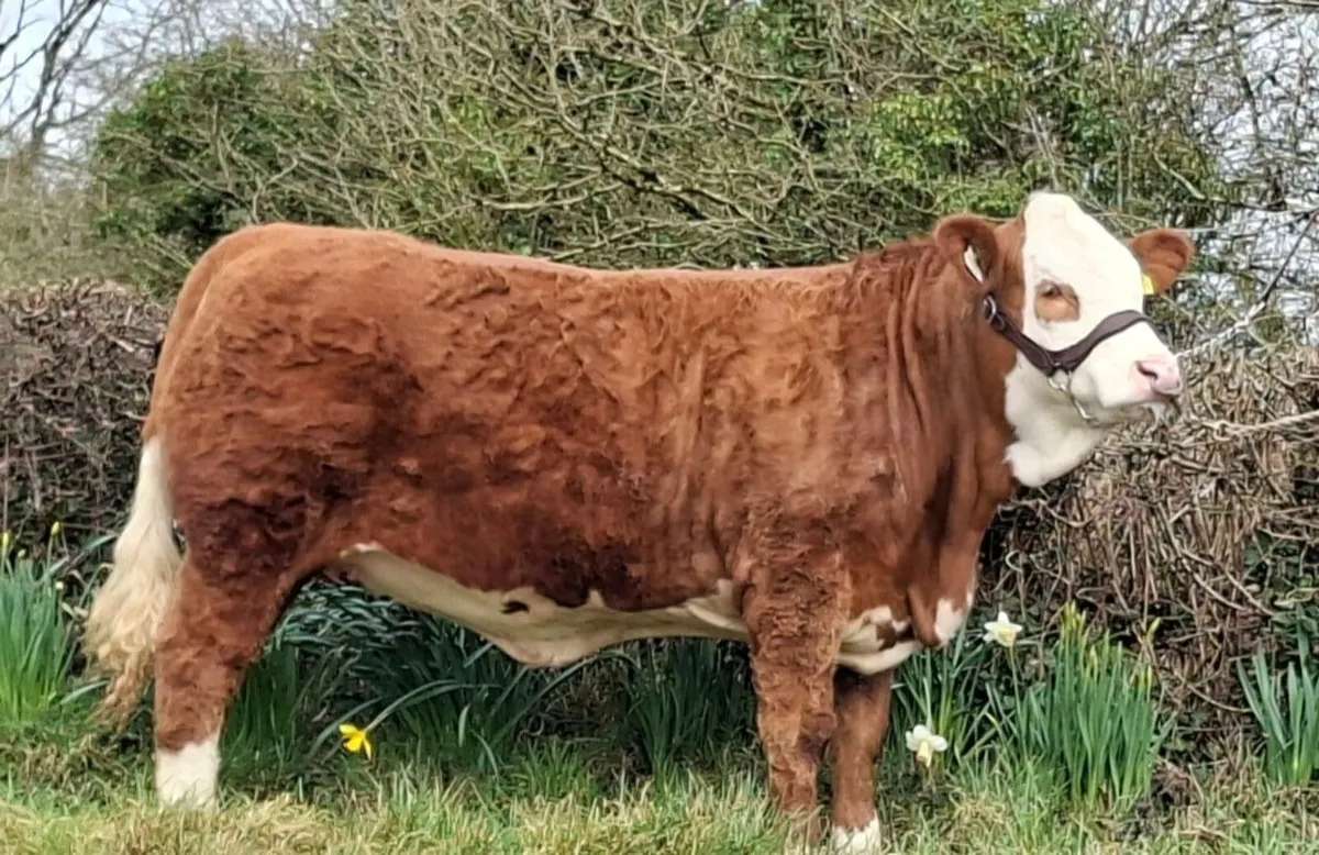 Top Class Pedigree Simmental Heifer - Image 1