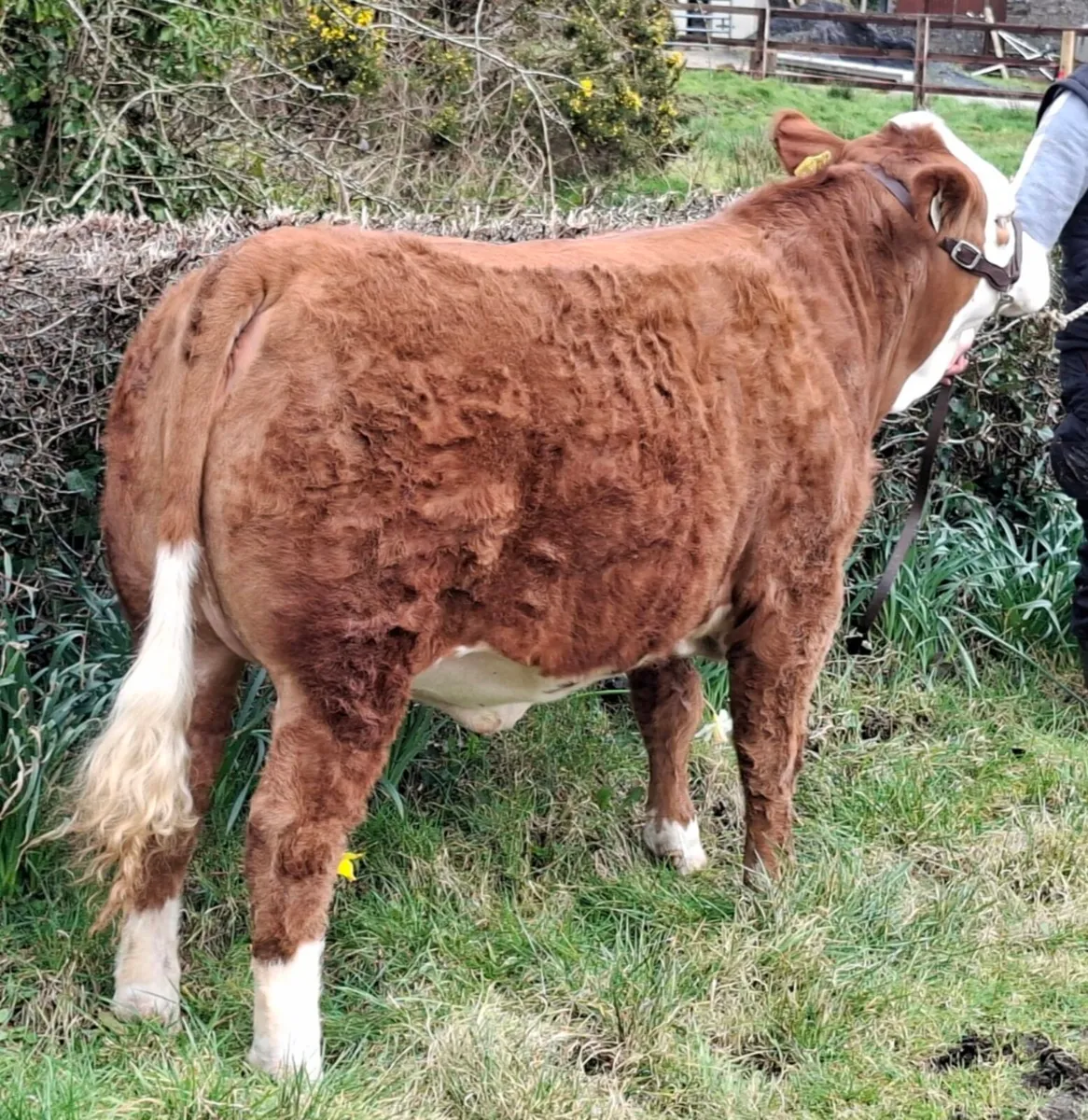Top Class Pedigree Simmental Heifer - Image 3