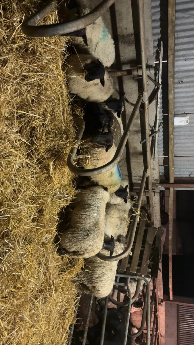 18 Suffolk cross mule ewe lambs - Image 1