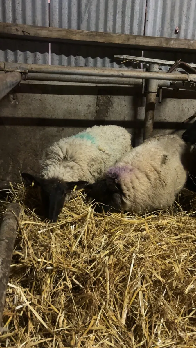 18 Suffolk cross mule ewe lambs - Image 2
