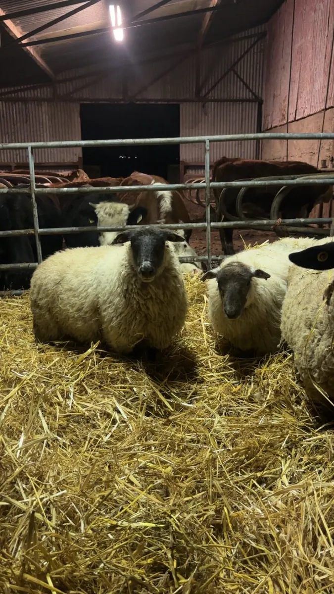 18 Suffolk cross mule ewe lambs - Image 3