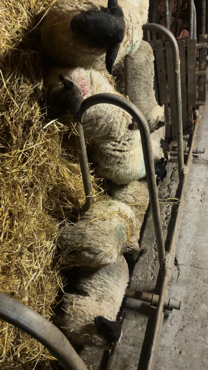 18 Suffolk cross mule ewe lambs - Image 4