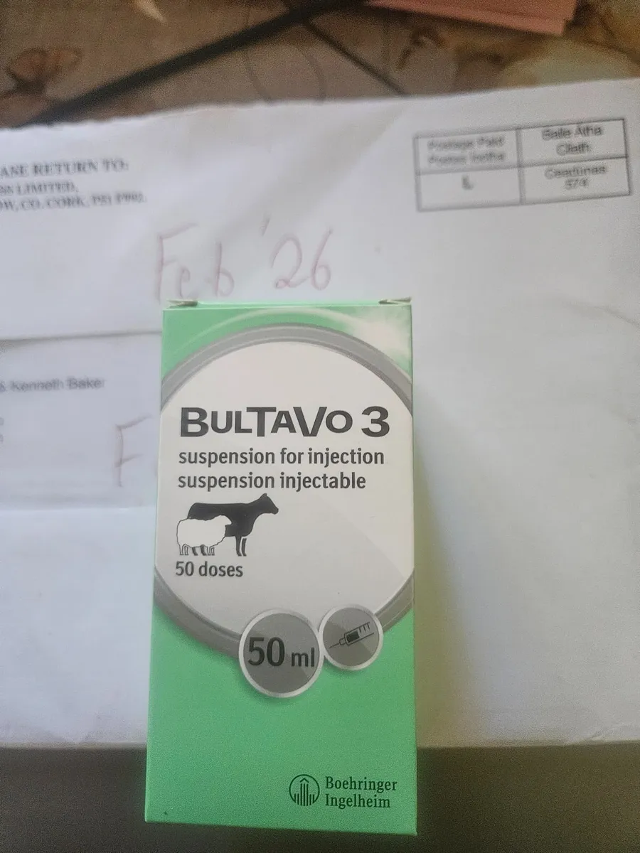 Hols-Friesian bulls - Image 2