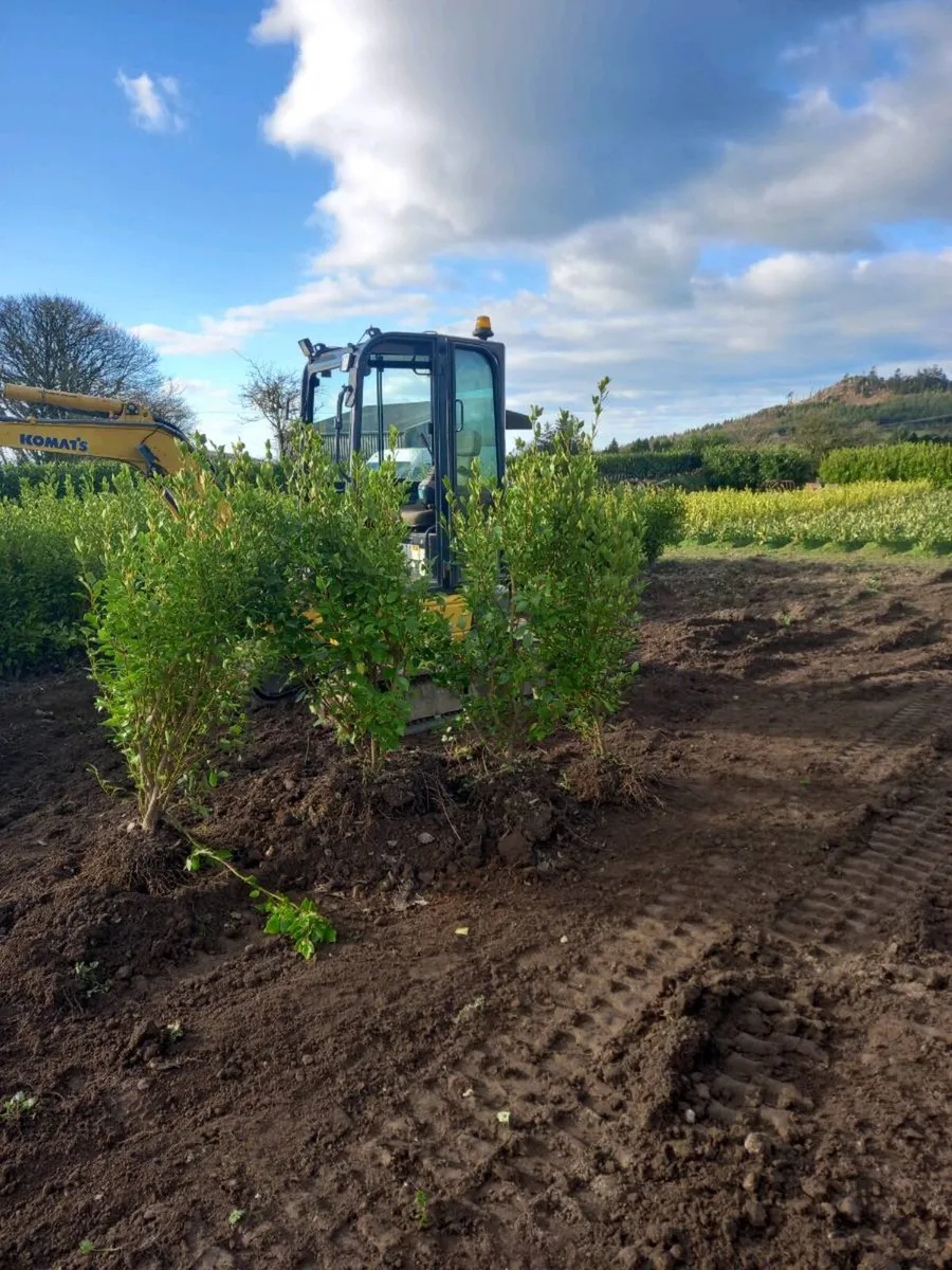 Hedging plants - Image 2