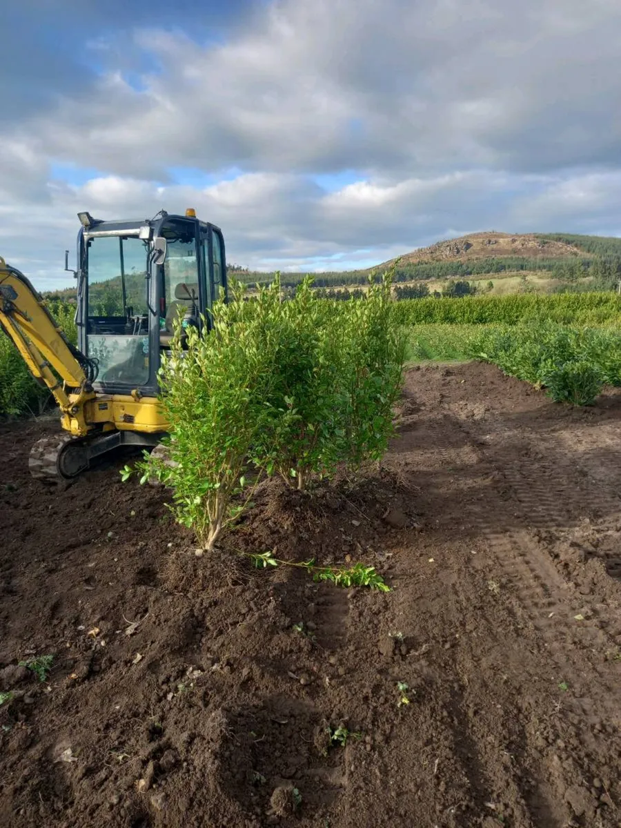 Hedging plants - Image 3