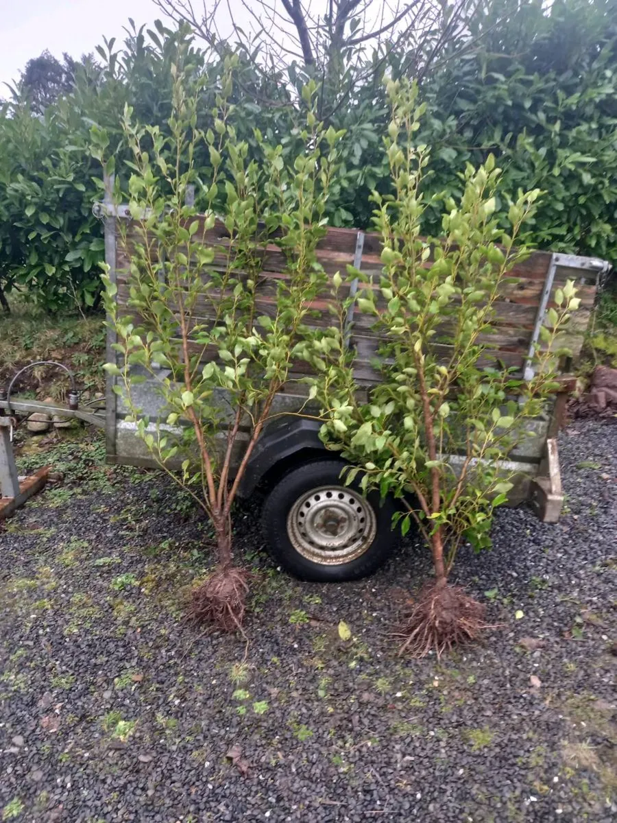 Hedging plants - Image 4