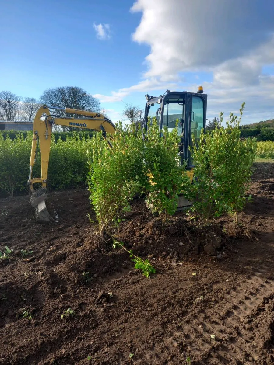 Hedging plants - Image 1