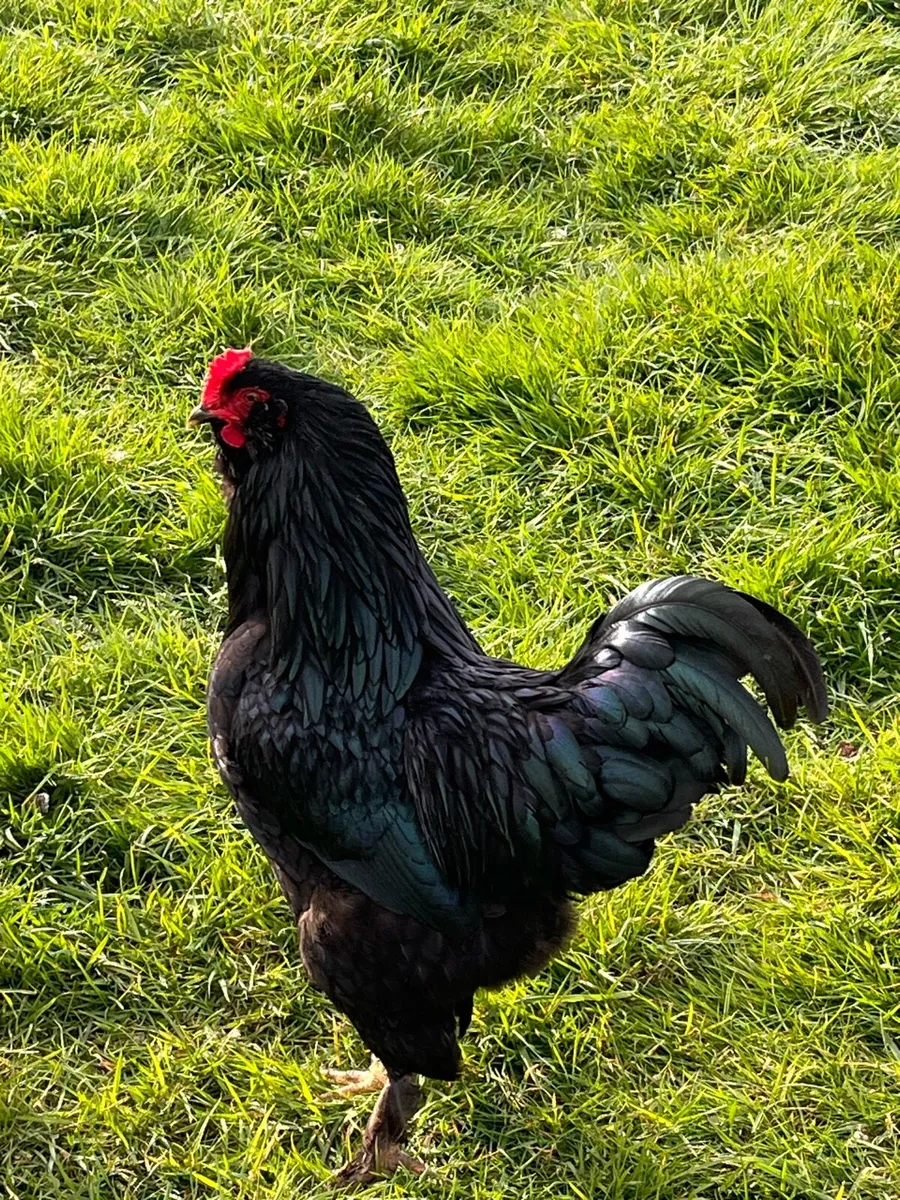 Roosters - Image 1