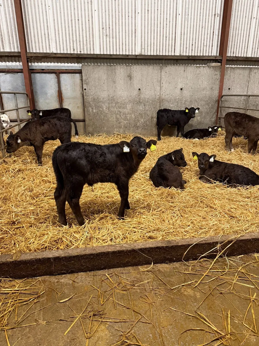 AI bred Limousin Calves - Image 2