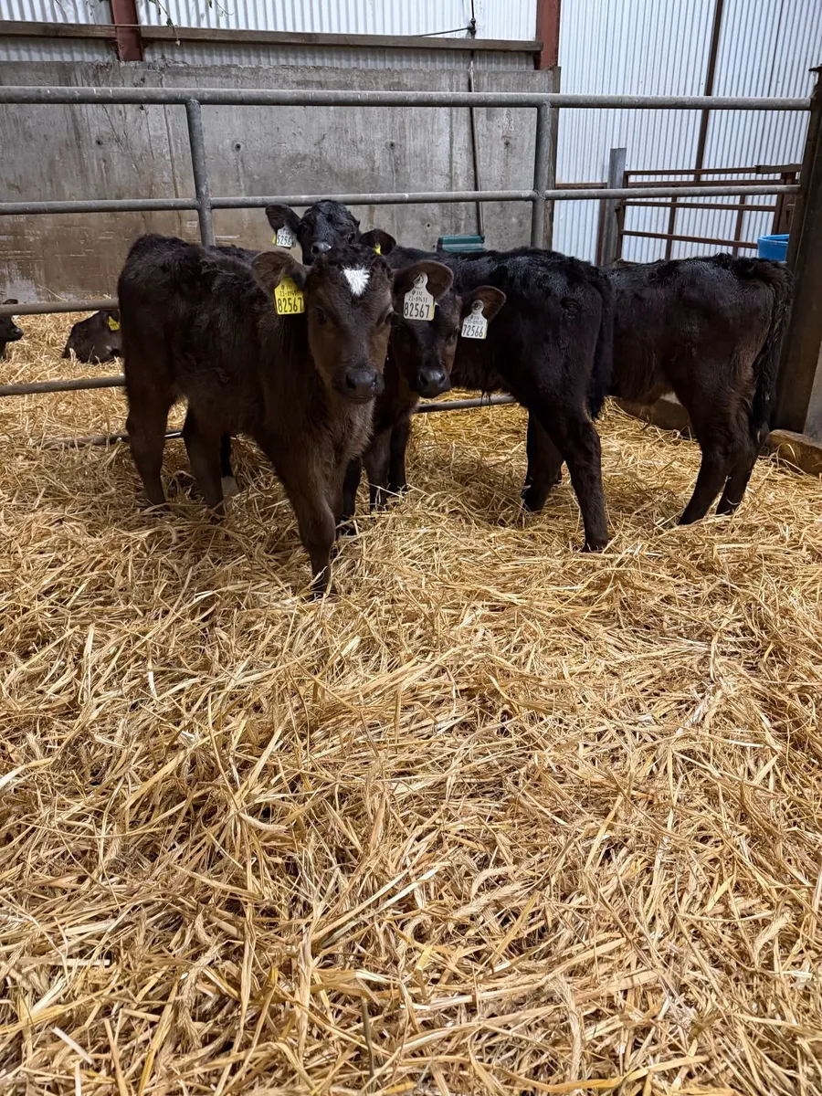 AI bred Limousin Calves - Image 4