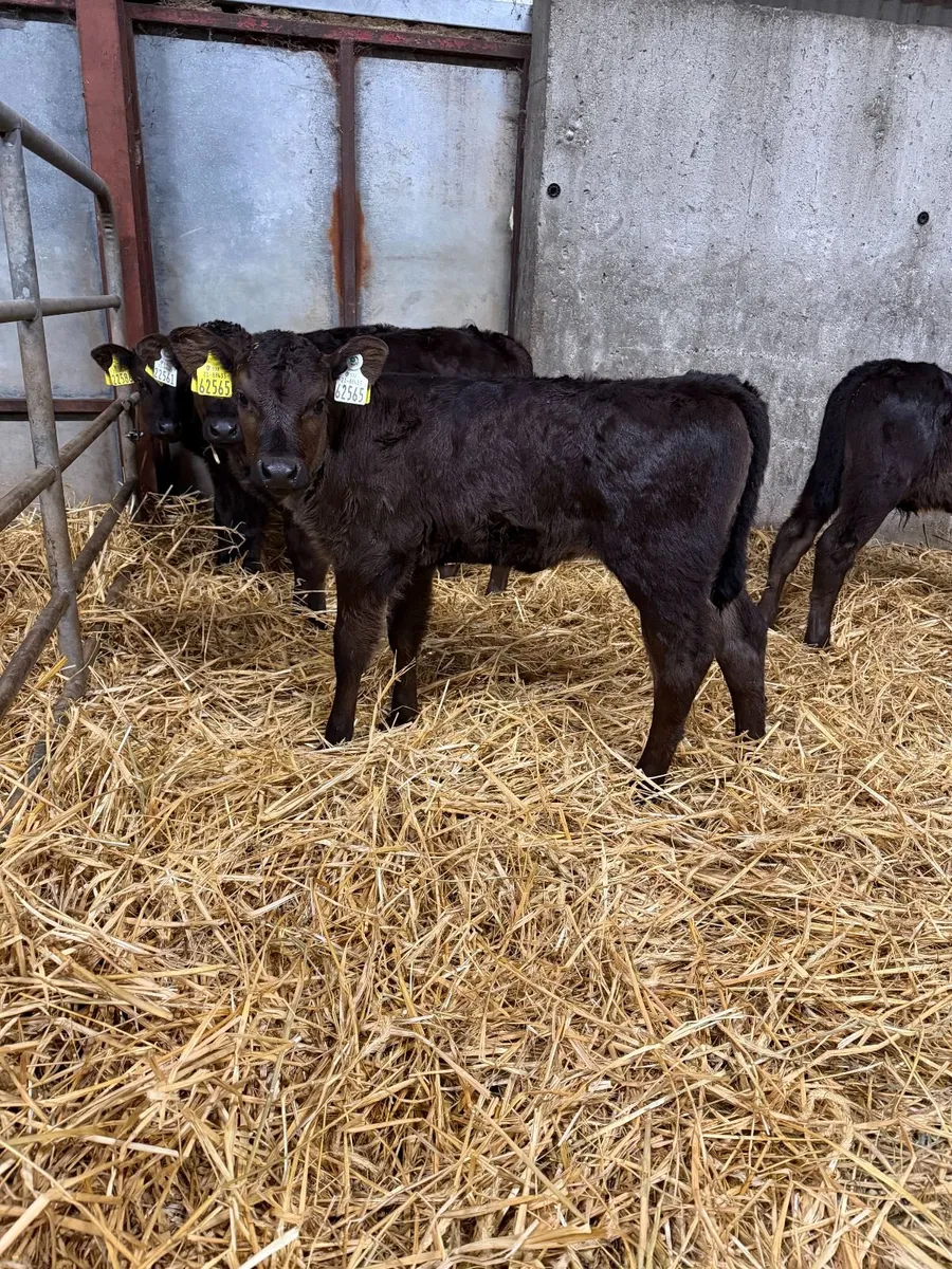 AI bred Limousin Calves - Image 3