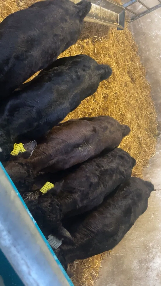 Limousin heifer calves - Image 2