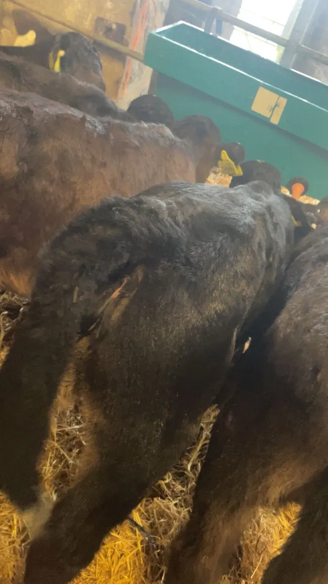 Limousin heifer calves - Image 4