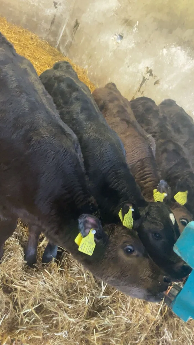 Limousin heifer calves - Image 3